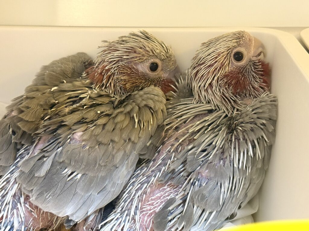 モモイロインコ