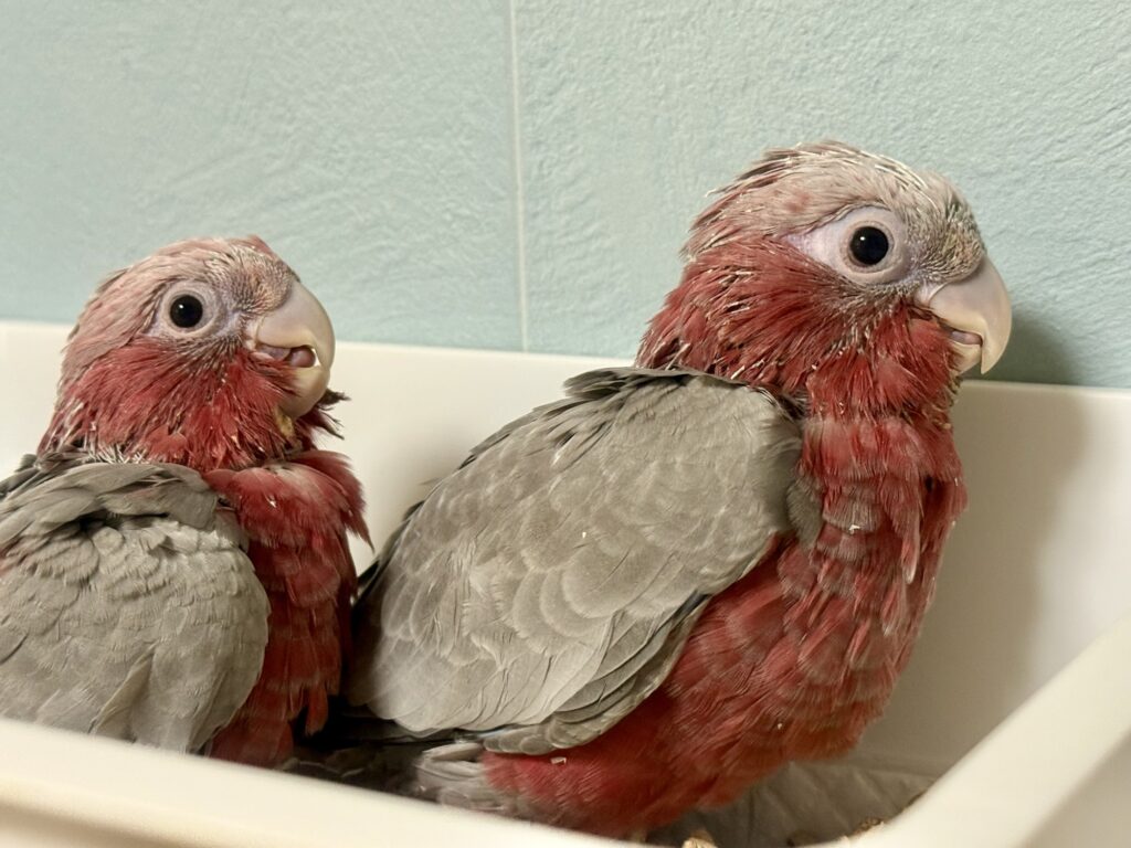 モモイロインコ