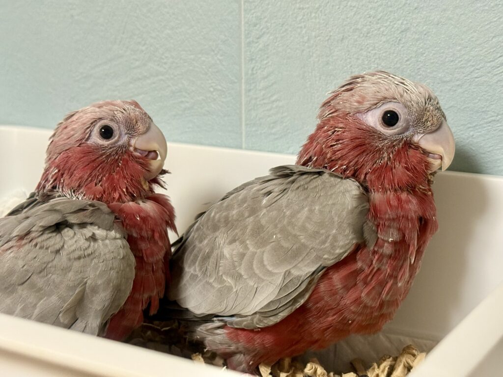 モモイロインコ