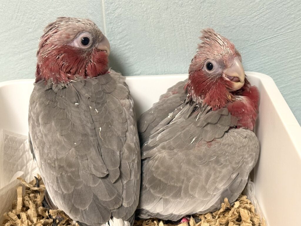 モモイロインコ