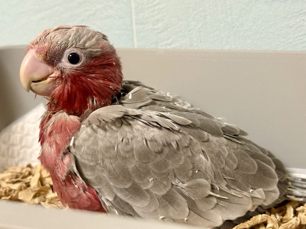 モモイロインコ