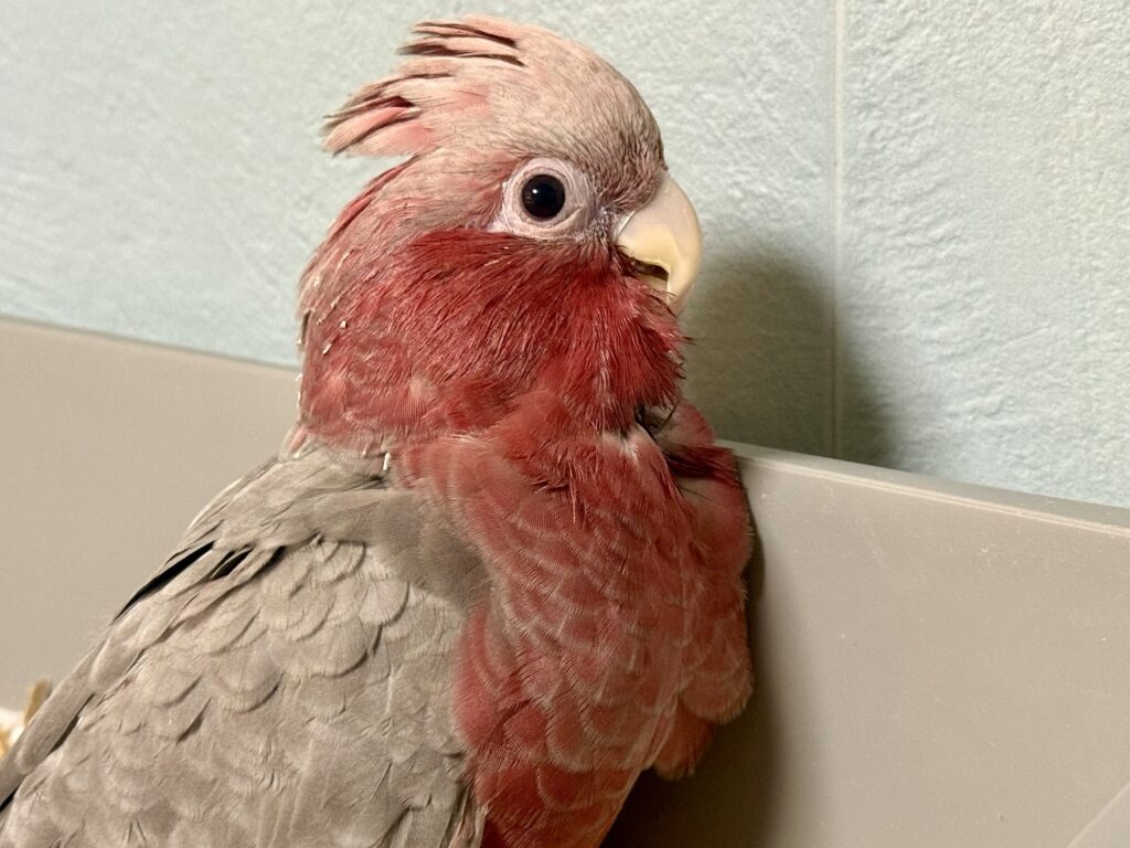 モモイロインコ