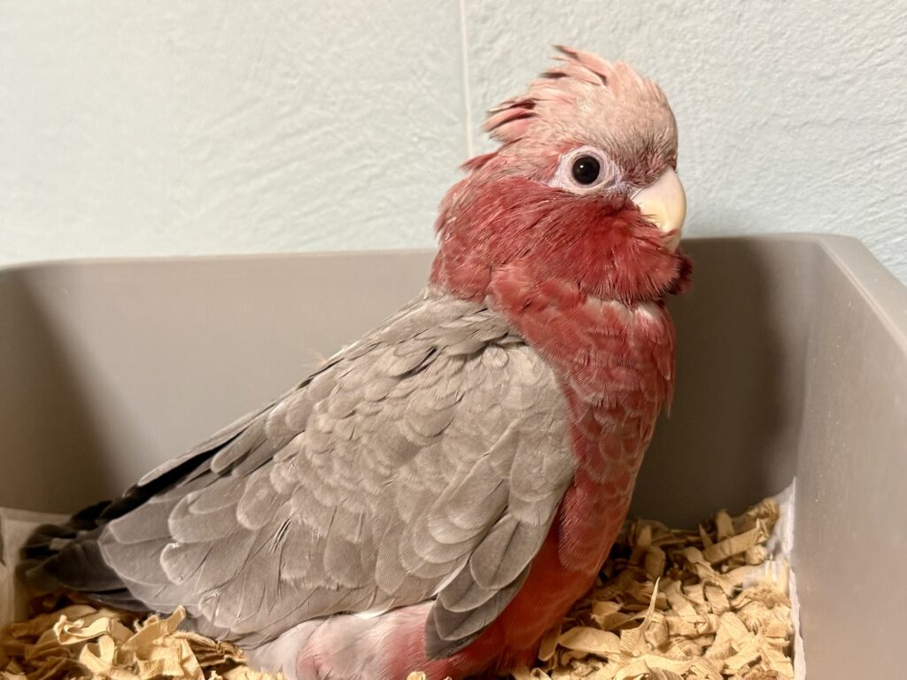 モモイロインコ