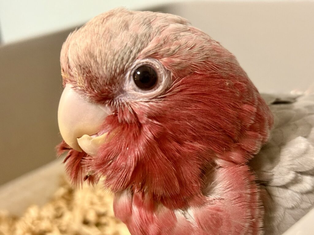 モモイロインコ