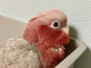 モモイロインコ