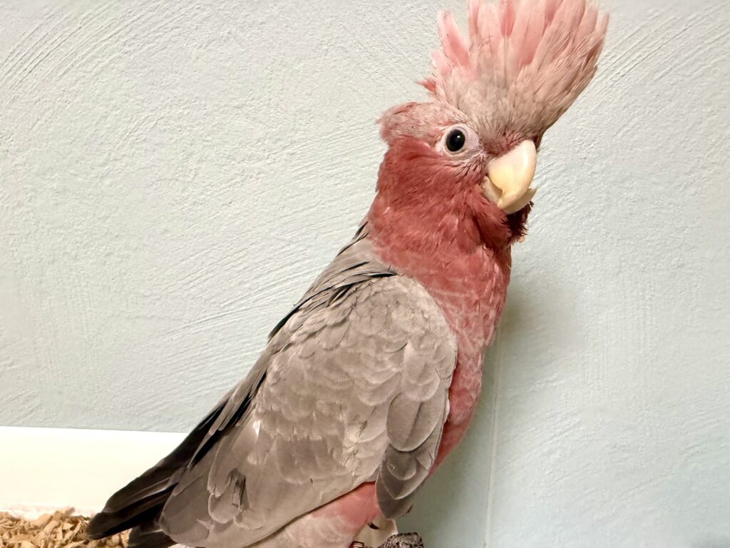 モモイロインコ