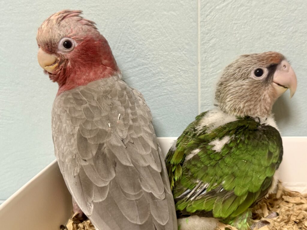 モモイロインコ