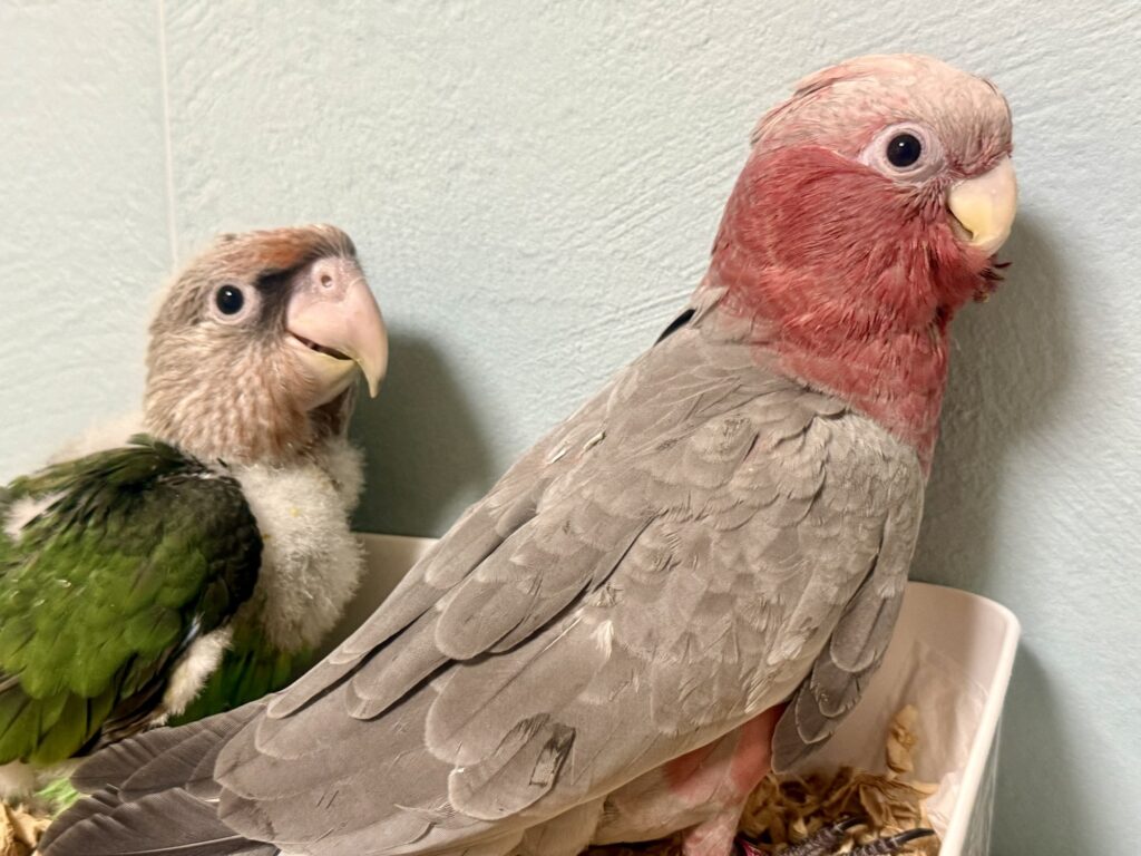 モモイロインコ