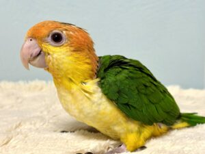 シロハラインコ
