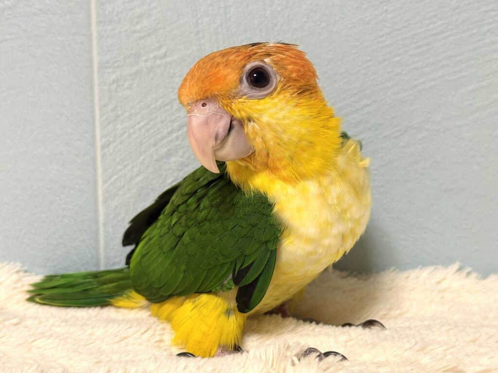 シロハラインコ