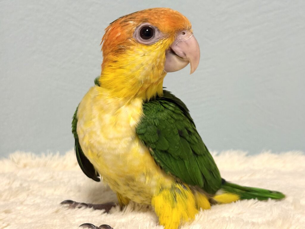 シロハラインコ