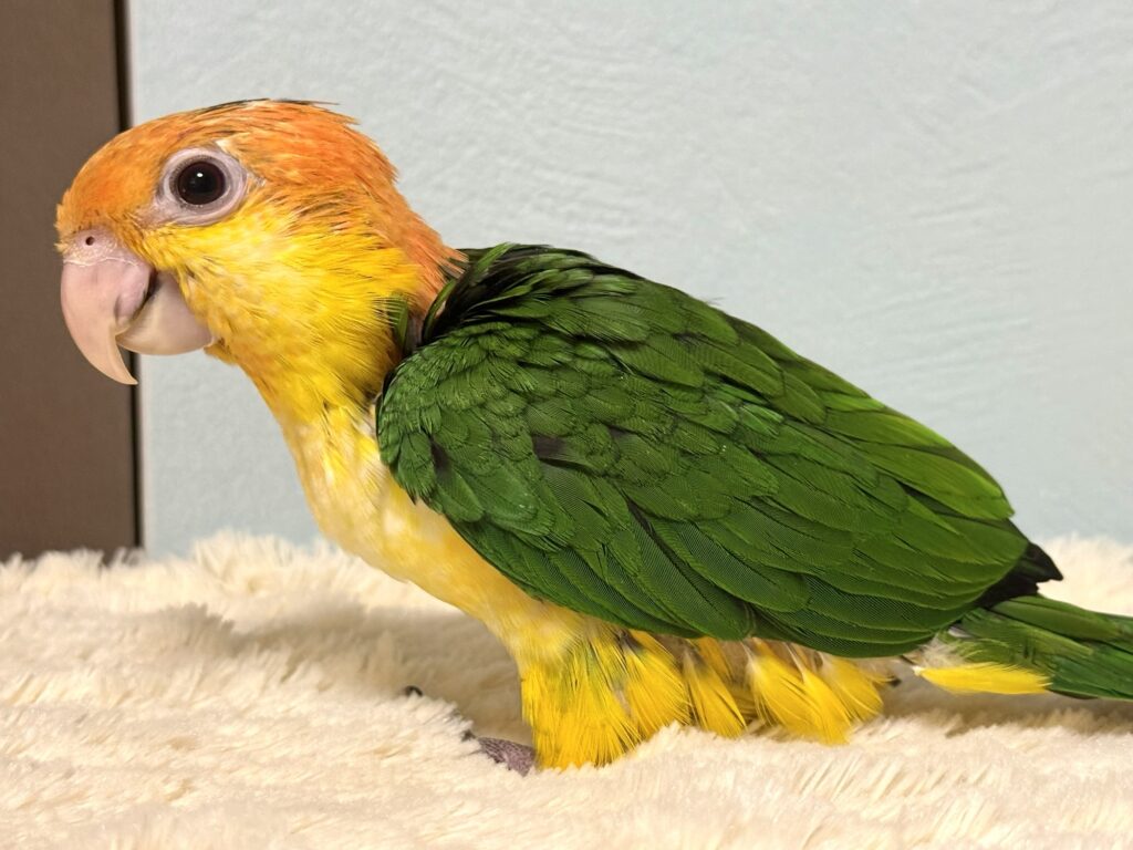 シロハラインコ