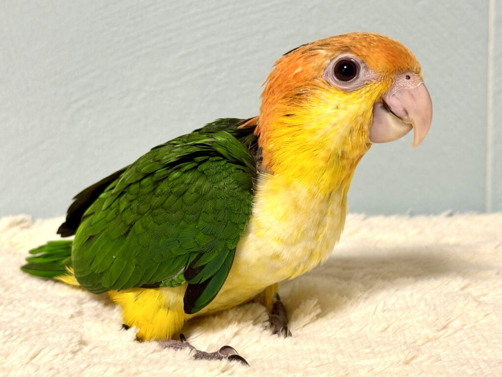 シロハラインコ