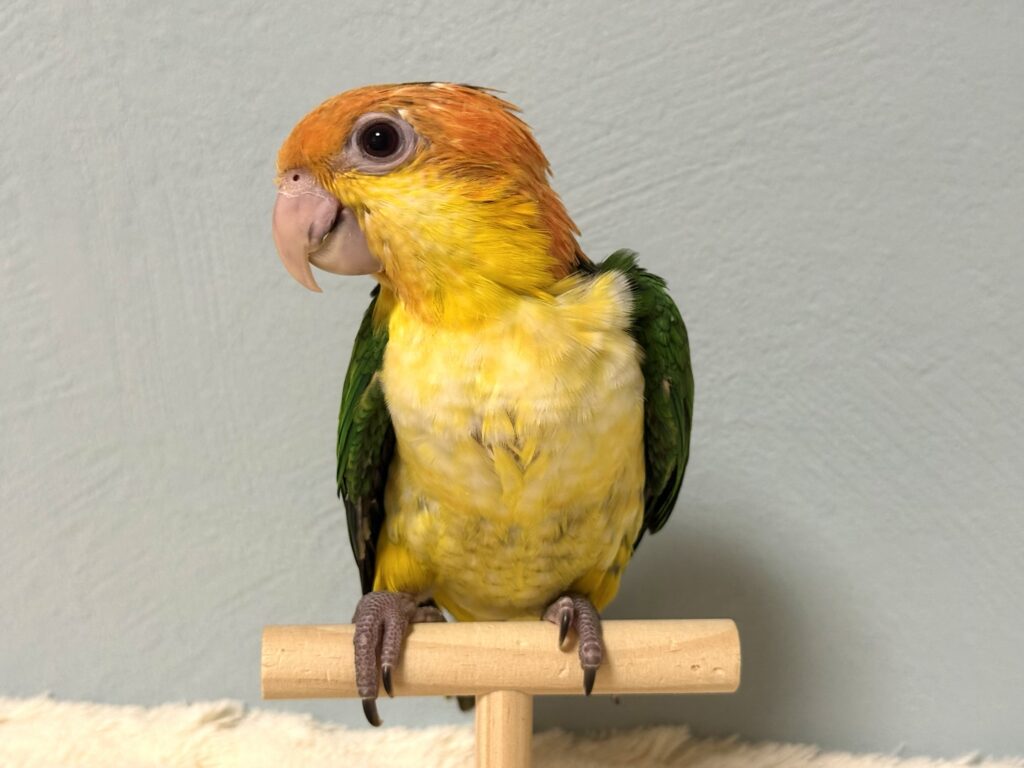 シロハラインコ