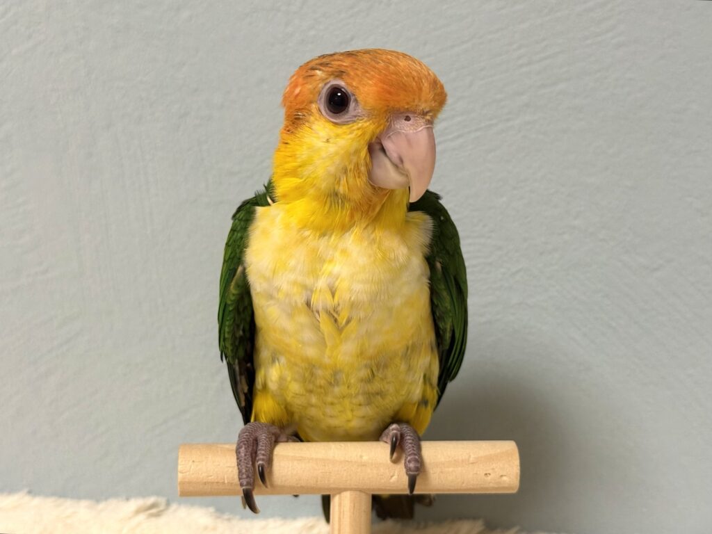 シロハラインコ