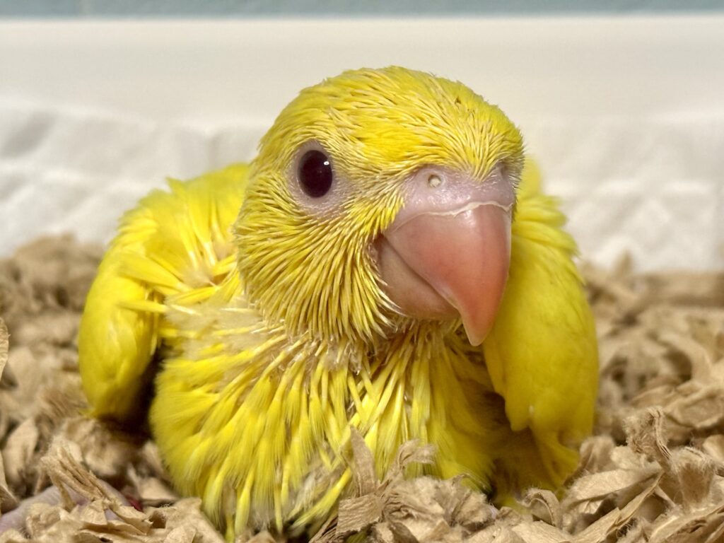 ワカケホンセイインコ,ルチノー