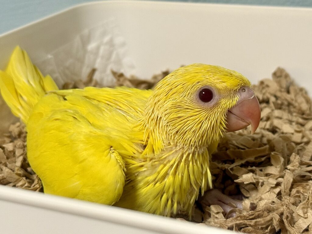 ワカケホンセイインコ,ルチノー