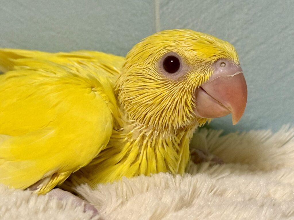 ワカケホンセイインコ,ルチノー