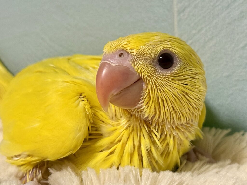 ワカケホンセイインコ,ルチノー