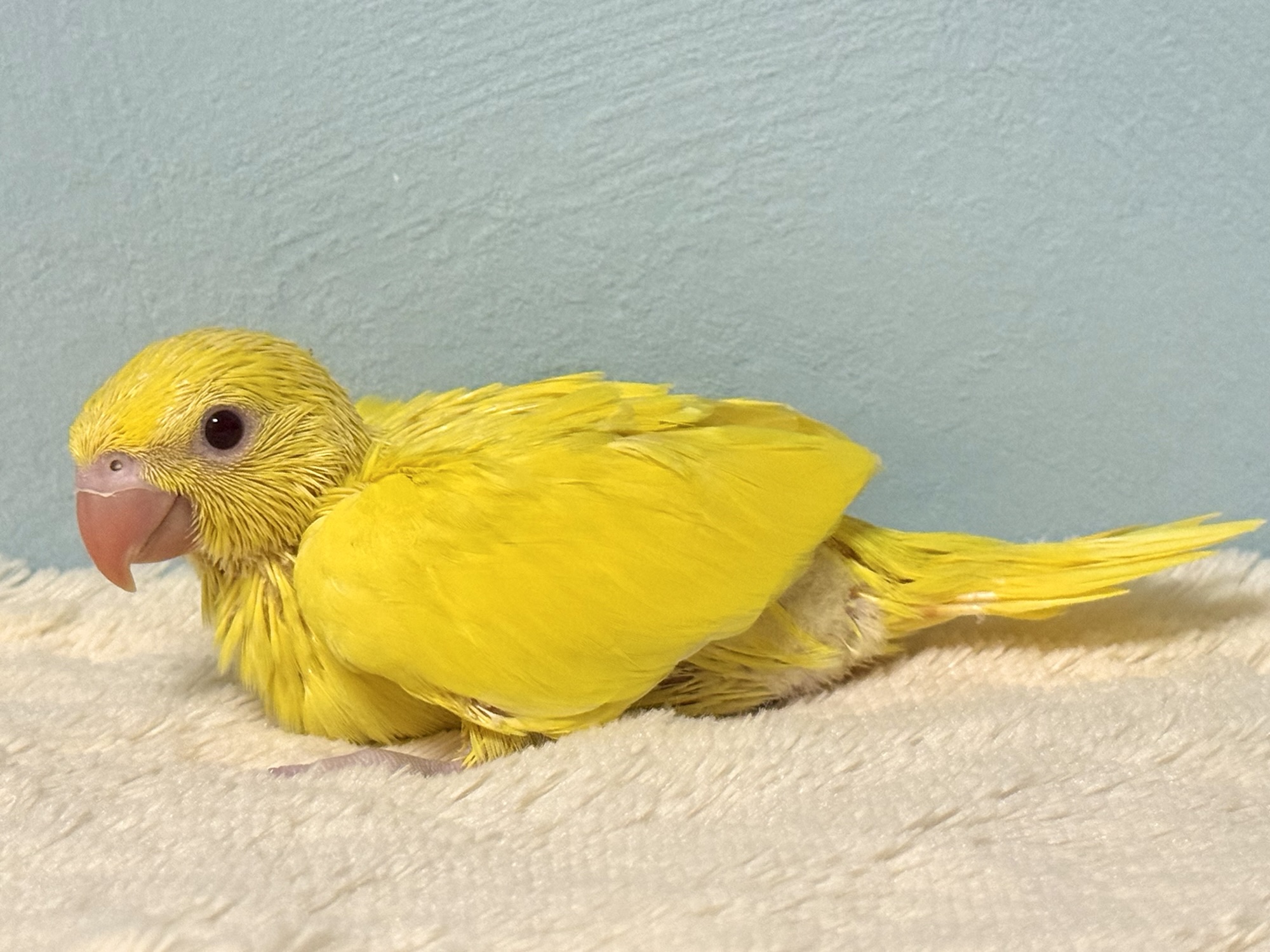 ワカケホンセイインコ,ルチノー