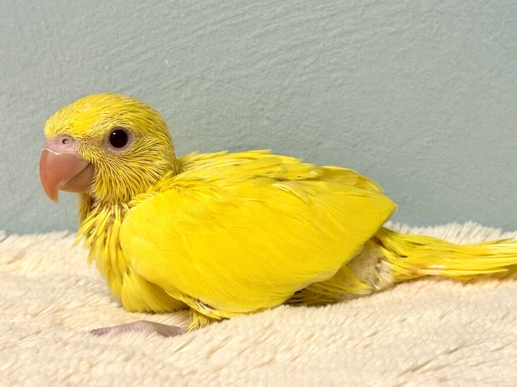 ワカケホンセイインコ,ルチノー