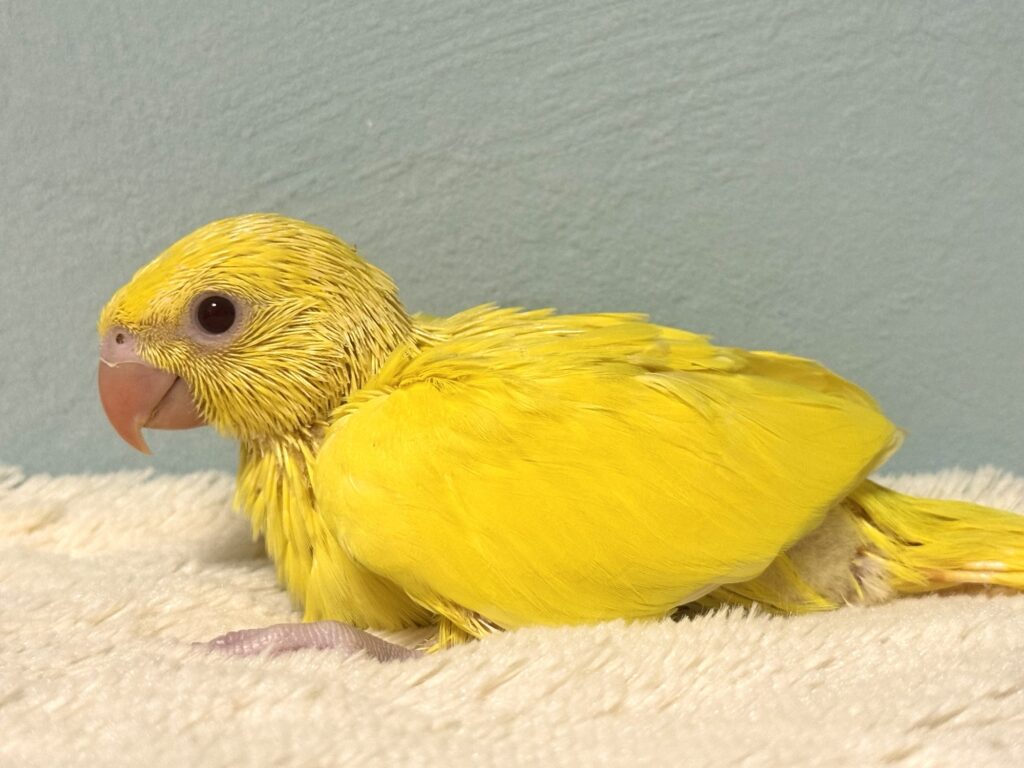 ワカケホンセイインコ,ルチノー