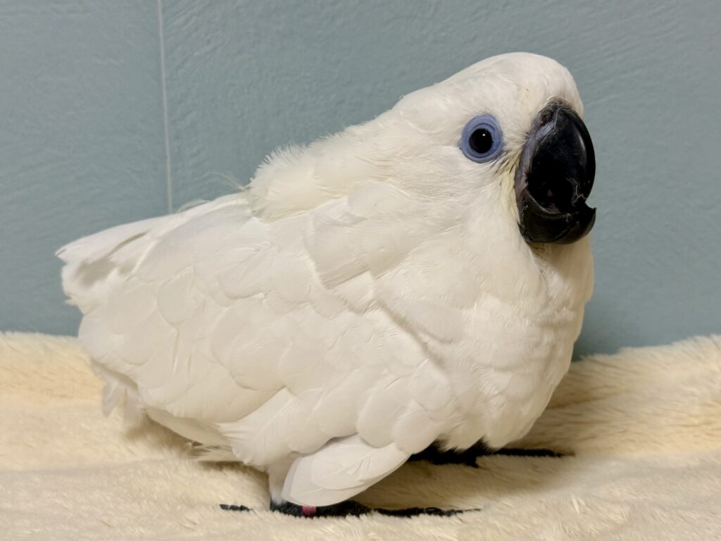 ルリメタイハクオウム