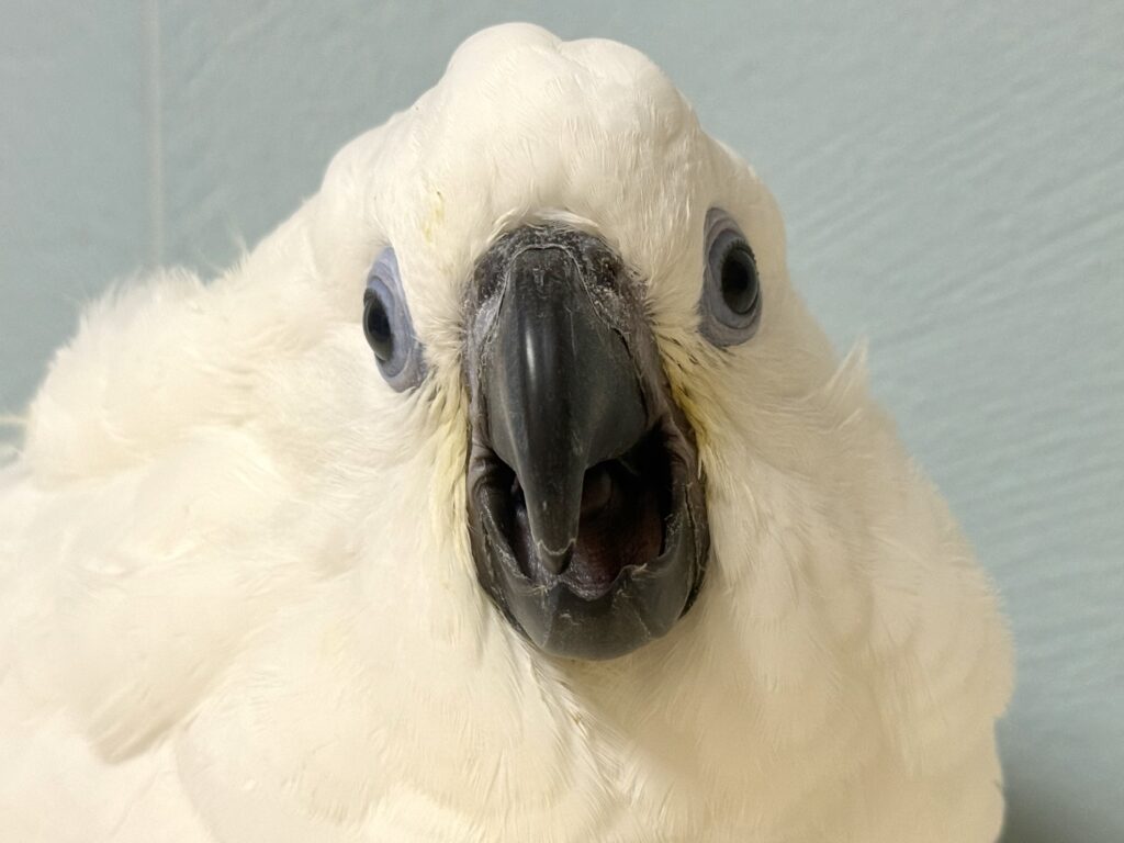 ルリメタイハクオウム