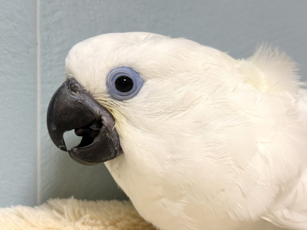 ルリメタイハクオウム