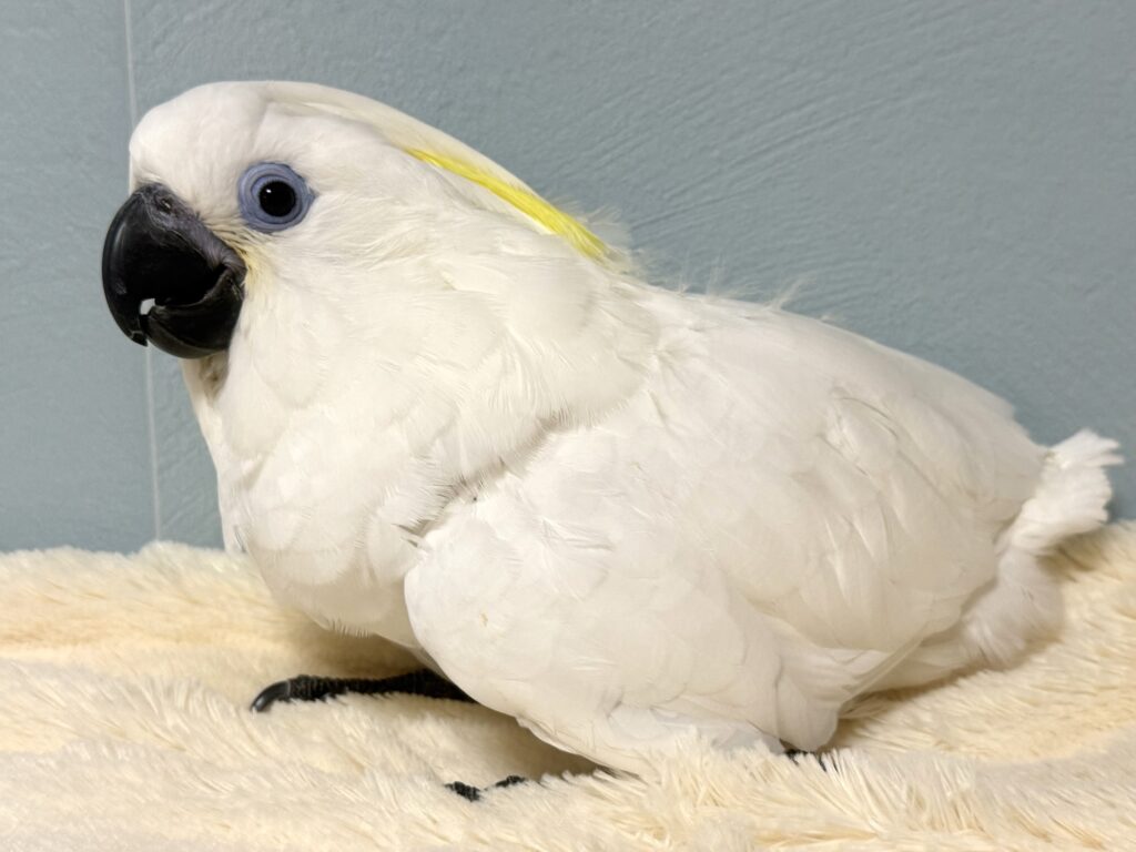 ルリメタイハクオウム