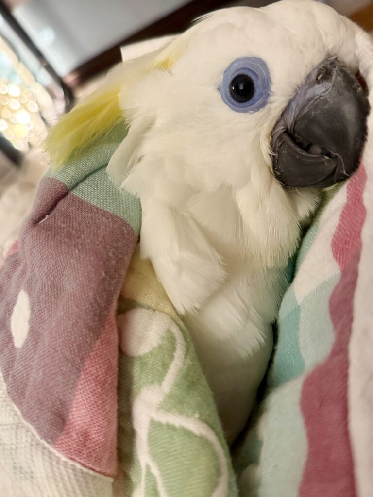 ルリメタイハクオウム
