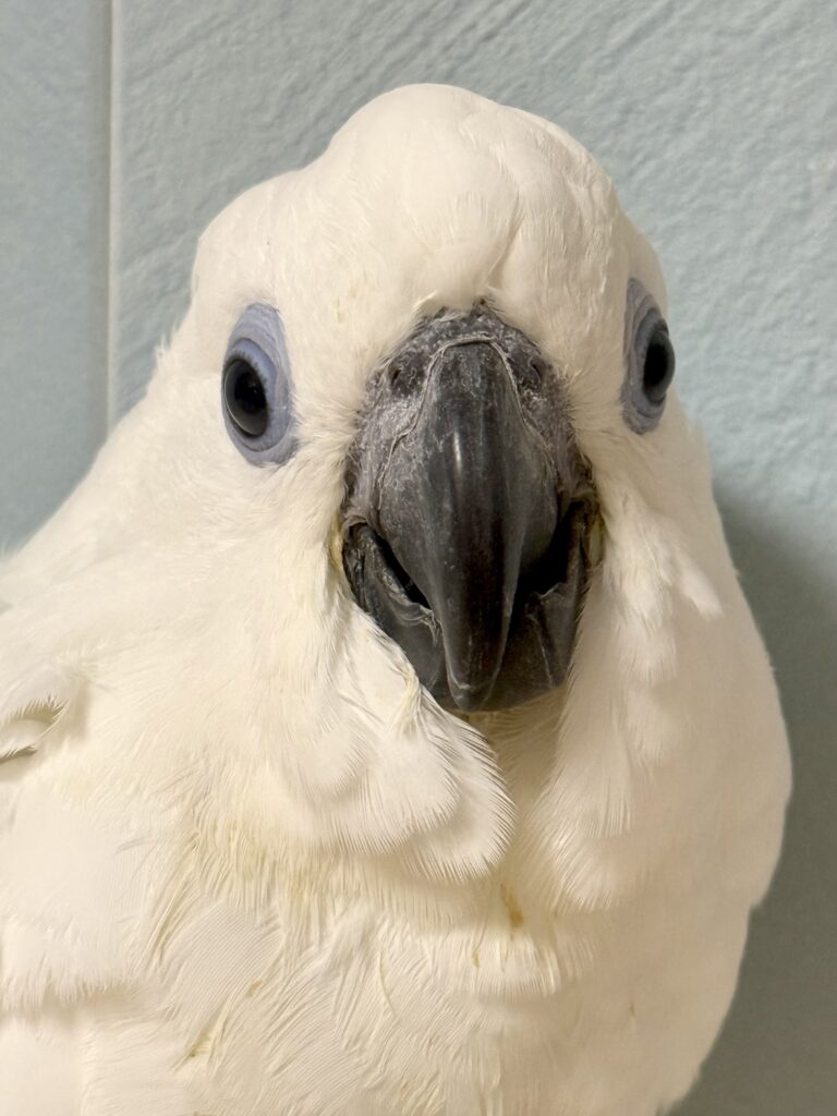 ルリメタイハクオウム
