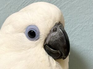 ルリメタイハクオウム