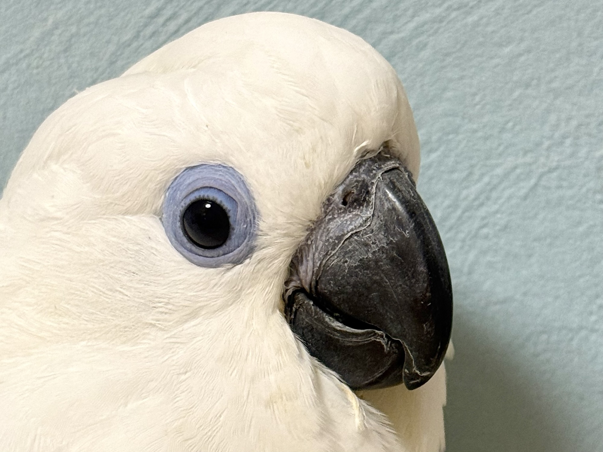 ルリメタイハクオウム