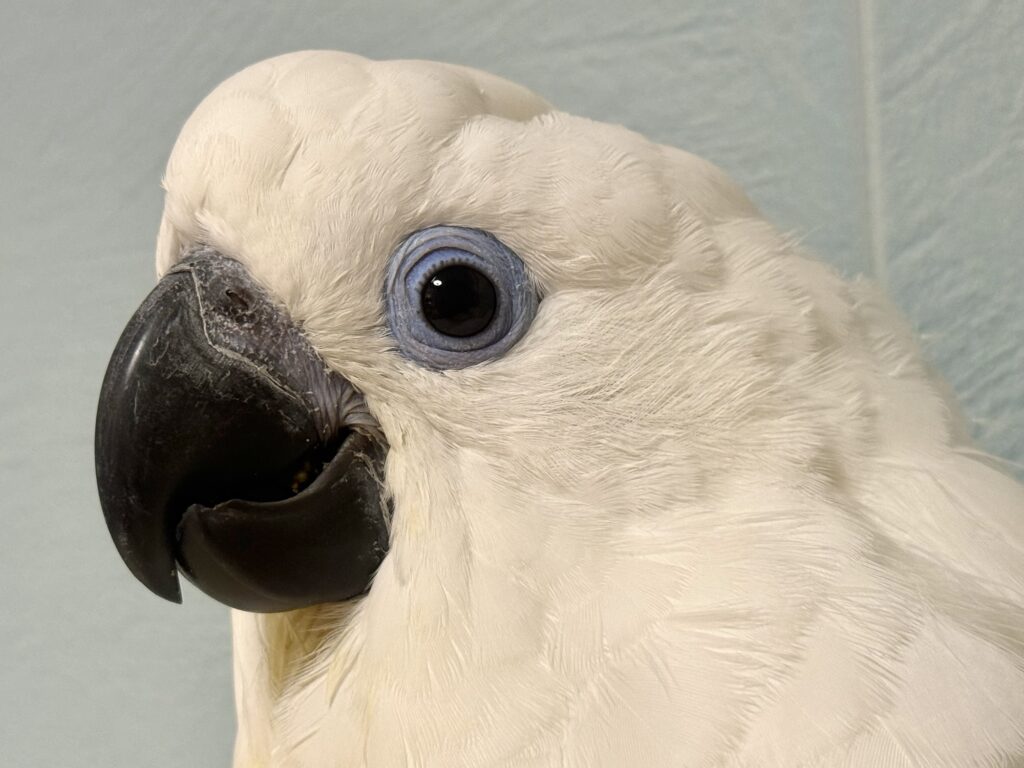 ルリメタイハクオウム