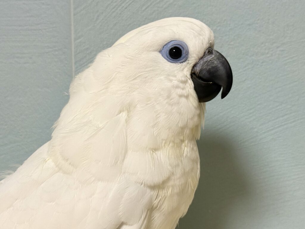 ルリメタイハクオウム