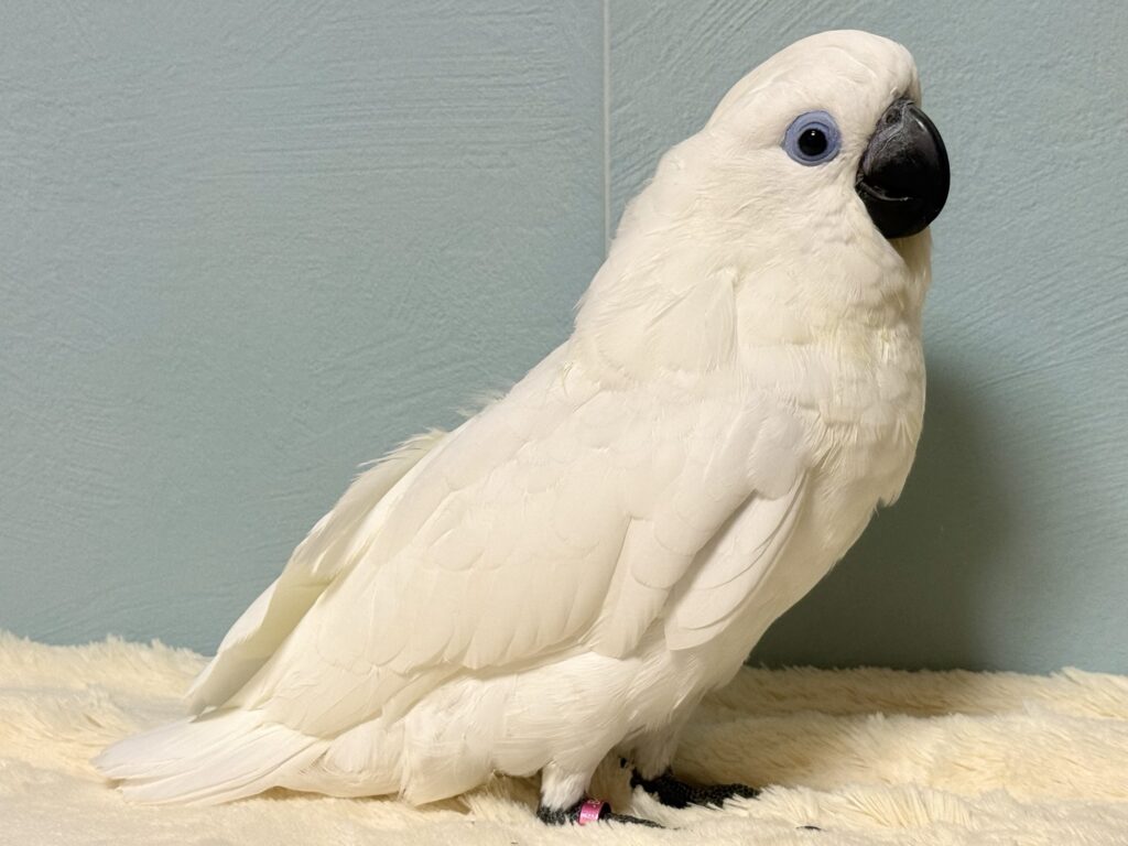 ルリメタイハクオウム