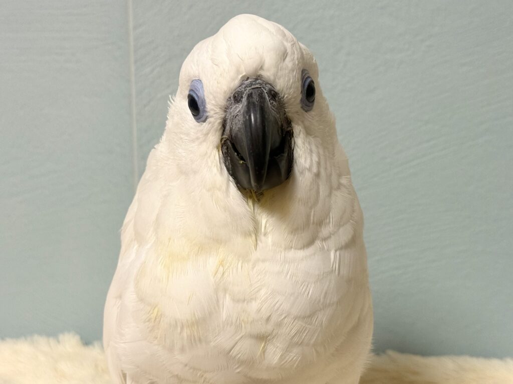 ルリメタイハクオウム
